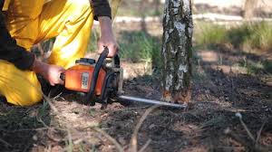 Best Tree Planting Service  in Pelican Bay, FL