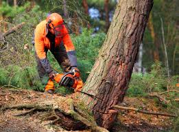 Best Tree Removal Service  in Pelican Bay, FL