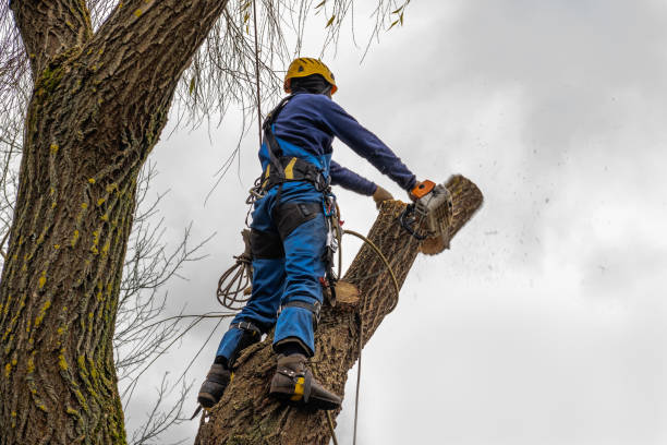 Why Choose Our Tree Removal Services in Pelican Bay, FL?